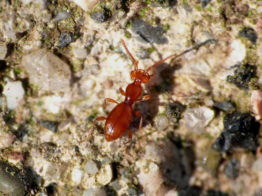 Coleotterino strano - Leptomastax hypogea (Staphylinidae)